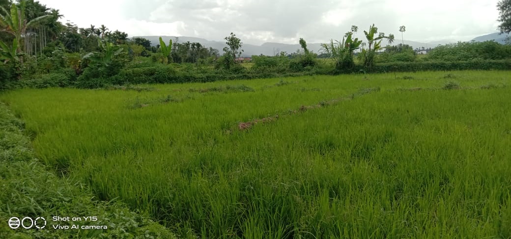 Petani Mulai Cemas, Dinas TPH Belum Dapat Laporan